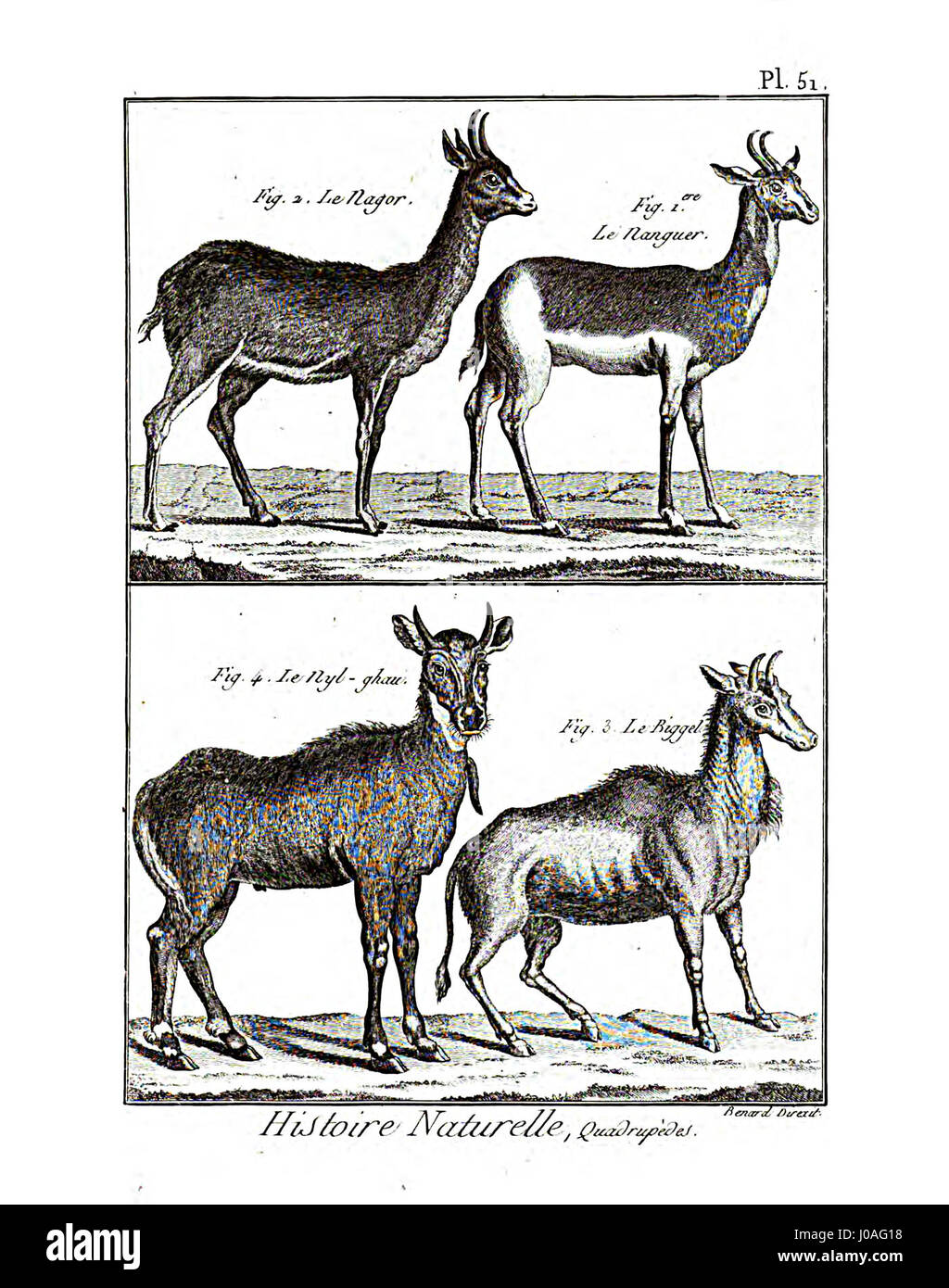 Cette illustration tirée de l' *Encyclopédie méthodique* sur la mammalogie (PL. 51) présente une étude anatomique détaillée d'une espèce de mammifère. Il met en lumière l'approche scientifique de la zoologie au XVIIIe siècle, contribuant à la classification des espèces et à la compréhension de la physiologie animale. Banque D'Images Cette illustration tirée de l' *Encyclopédie méthodique* sur la mammalogie (PL. 51) présente une étude anatomique détaillée d'une espèce de mammifère. Il met en lumière l'approche scientifique de la zoologie au XVIIIe siècle, contribuant à la classification des espèces et à la compréhension de la physiologie animale. Banque D'Images