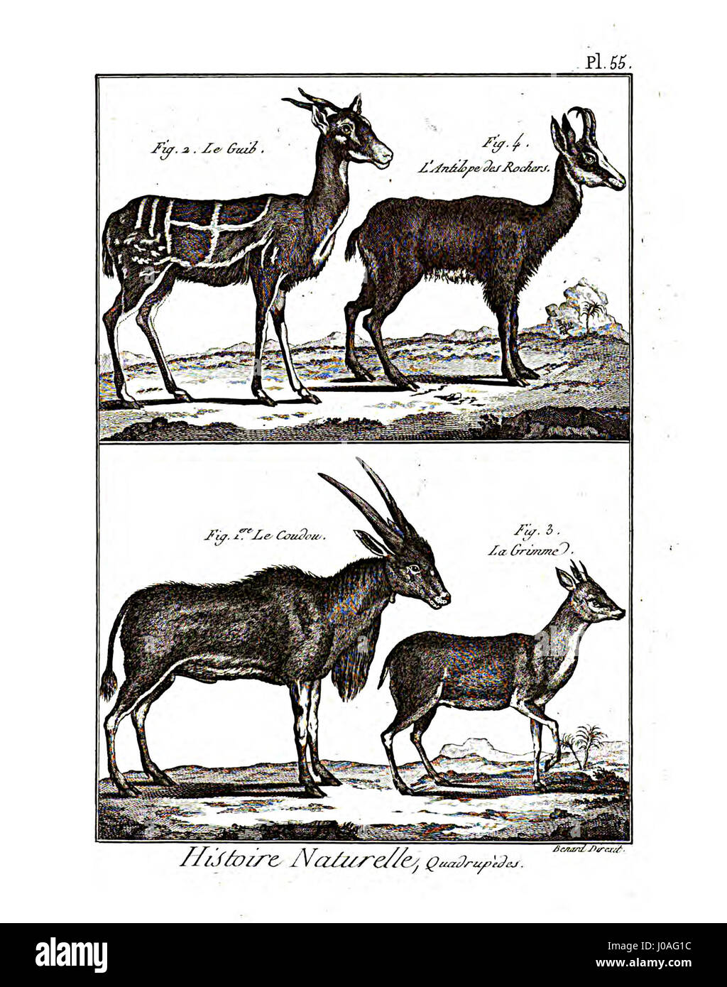 Cette plaque de l'encyclopédie méthodique met l'accent sur la mammalogie, illustrant la diversité des mammifères. Il fournit des informations scientifiques sur les espèces animales, mettant en évidence les progrès de la zoologie à la fin du XVIIIe siècle. Banque D'Images Cette plaque de l'encyclopédie méthodique met l'accent sur la mammalogie, illustrant la diversité des mammifères. Il fournit des informations scientifiques sur les espèces animales, mettant en évidence les progrès de la zoologie à la fin du XVIIIe siècle. Banque D'Images
