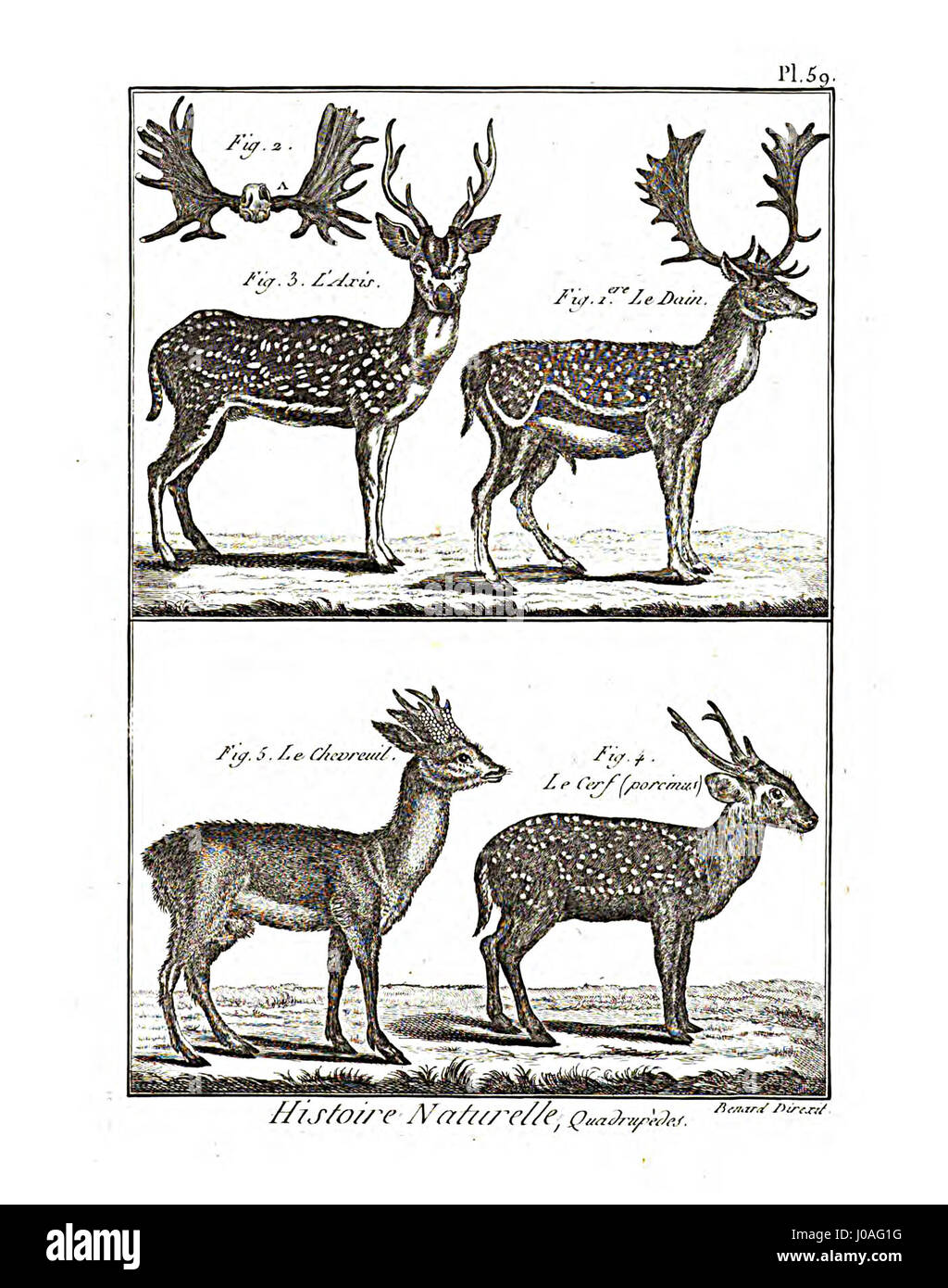 La planche 59 de l'Encyclopédie méthodique - Mammalogie présente des illustrations détaillées d'espèces de mammifères, contribuant aux études d'histoire naturelle du XVIIIe siècle. Banque D'Images La planche 59 de l'Encyclopédie méthodique - Mammalogie présente des illustrations détaillées d'espèces de mammifères, contribuant aux études d'histoire naturelle du XVIIIe siècle. Banque D'Images