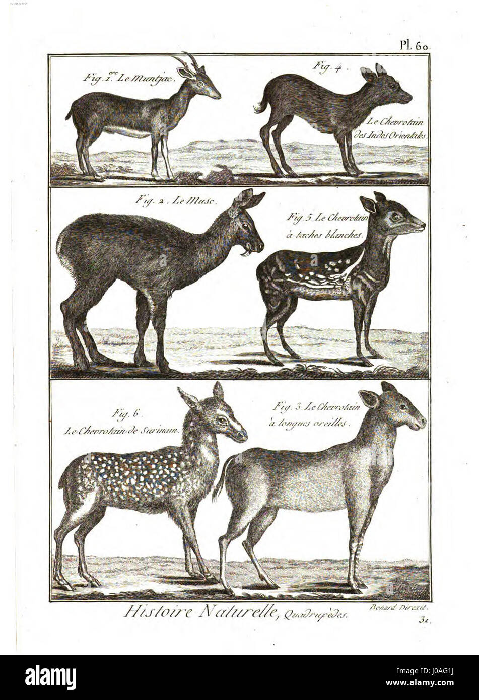 Cette illustration de l'Encyclopédie méthodique se concentre sur l'étude des mammifères. Il présente des représentations anatomiques détaillées de diverses espèces, reflétant l'engagement du siècle des lumières dans l'exploration scientifique et la classification du monde naturel. Banque D'Images Cette illustration de l'Encyclopédie méthodique se concentre sur l'étude des mammifères. Il présente des représentations anatomiques détaillées de diverses espèces, reflétant l'engagement du siècle des lumières dans l'exploration scientifique et la classification du monde naturel. Banque D'Images