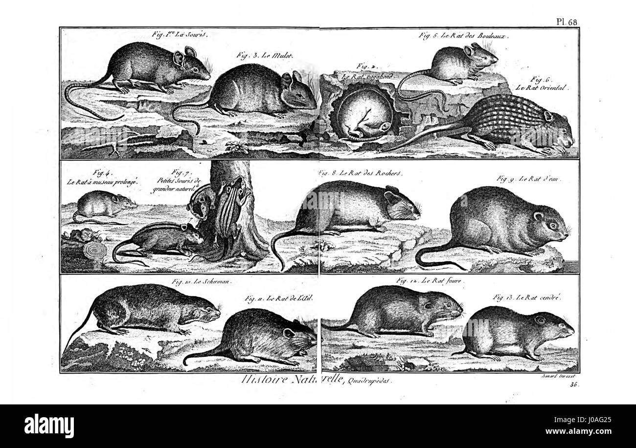 'Encyclopédie méthodique - Mammalogie, Pl68' est une illustration tirée d'une encyclopédie française complète détaillant diverses espèces de mammifères. L'image montre l'approche scientifique de catégorisation des mammifères au XVIIIe siècle, reflétant l'étude détaillée de la classification des animaux. Banque D'Images 'Encyclopédie méthodique - Mammalogie, Pl68' est une illustration tirée d'une encyclopédie française complète détaillant diverses espèces de mammifères. L'image montre l'approche scientifique de catégorisation des mammifères au XVIIIe siècle, reflétant l'étude détaillée de la classification des animaux. Banque D'Images