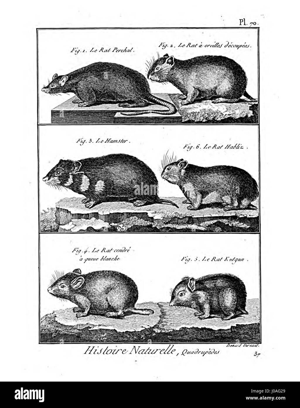 Cette illustration est tirée de l'Encyclopédie méthodique, plus précisément de la section sur la mammalogie. L’image fournit des représentations détaillées des espèces de mammifères, reflétant l’accent mis par les lumières sur la catégorisation et l’étude de l’histoire naturelle au XVIIIe siècle. Banque D'Images Cette illustration est tirée de l'Encyclopédie méthodique, plus précisément de la section sur la mammalogie. L’image fournit des représentations détaillées des espèces de mammifères, reflétant l’accent mis par les lumières sur la catégorisation et l’étude de l’histoire naturelle au XVIIIe siècle. Banque D'Images