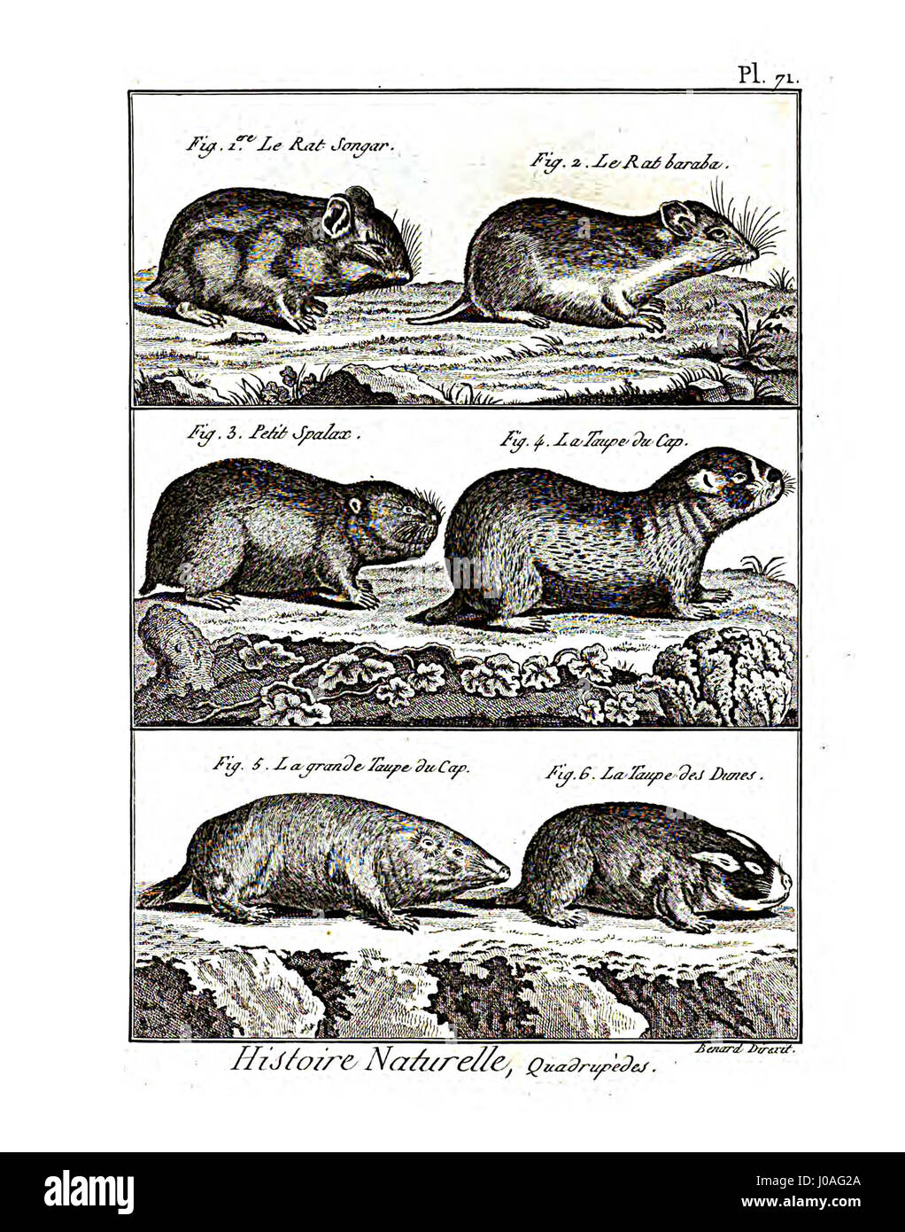 L'Encyclopédie méthodique - Mammalogie, Pl71 est une illustration de l'ouvrage encyclopédique du XVIIIe siècle axé sur la mammalogie. Il fournit des représentations détaillées des espèces de mammifères, contribuant à la compréhension scientifique de la biologie animale. Banque D'Images L'Encyclopédie méthodique - Mammalogie, Pl71 est une illustration de l'ouvrage encyclopédique du XVIIIe siècle axé sur la mammalogie. Il fournit des représentations détaillées des espèces de mammifères, contribuant à la compréhension scientifique de la biologie animale. Banque D'Images