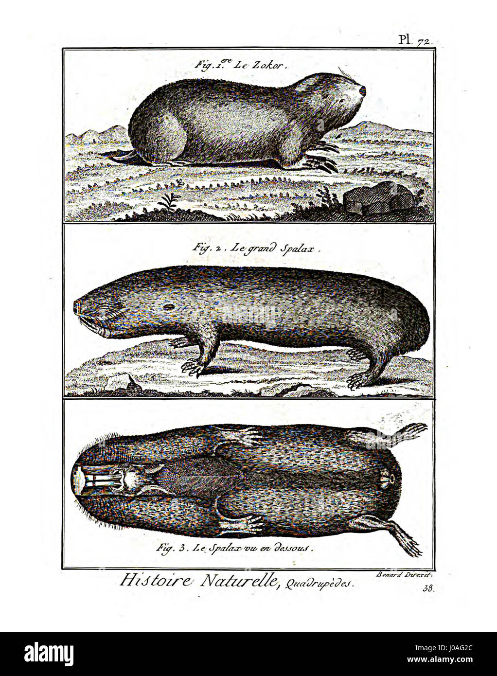Voici la planche 72 de l'Encyclopédie méthodique - Mammalogie, une représentation détaillée de divers mammifères, illustrant leurs caractéristiques et leur histoire naturelle au XVIIIe siècle. Banque D'Images Voici la planche 72 de l'Encyclopédie méthodique - Mammalogie, une représentation détaillée de divers mammifères, illustrant leurs caractéristiques et leur histoire naturelle au XVIIIe siècle. Banque D'Images