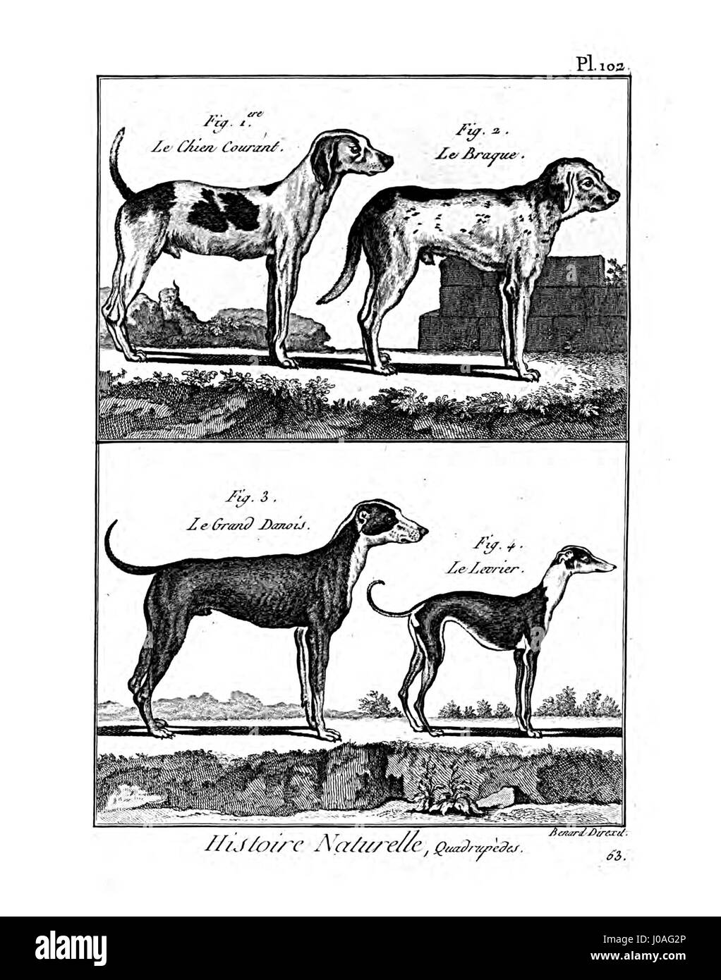 La planche 102 de l'Encyclopédie méthodique est axée sur la mammalogie, illustrant diverses espèces de mammifères avec des gravures détaillées. L'ouvrage est une référence importante dans l'histoire de la zoologie et de l'histoire naturelle, représentant les connaissances scientifiques de l'époque. Banque D'Images