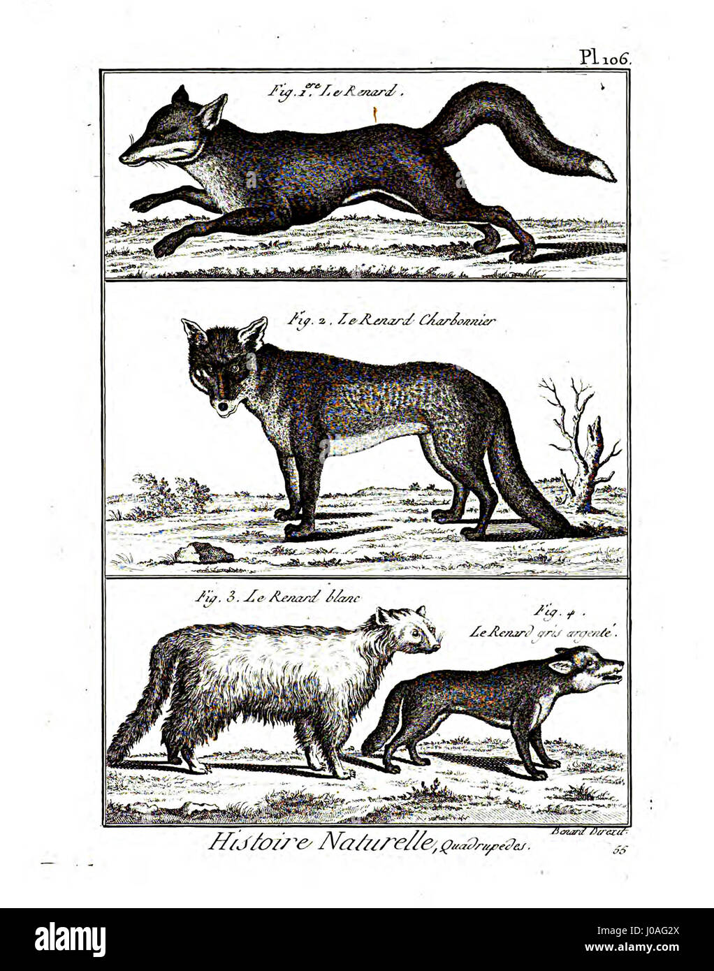 Cette illustration fait partie de l'« Encyclopédie méthodique », spécifiquement axée sur la mammalogie (PL. 106), offrant des représentations détaillées des espèces de mammifères, qui étaient essentielles pour la classification scientifique au XVIIIe siècle. Banque D'Images Cette illustration fait partie de l'« Encyclopédie méthodique », spécifiquement axée sur la mammalogie (PL. 106), offrant des représentations détaillées des espèces de mammifères, qui étaient essentielles pour la classification scientifique au XVIIIe siècle. Banque D'Images