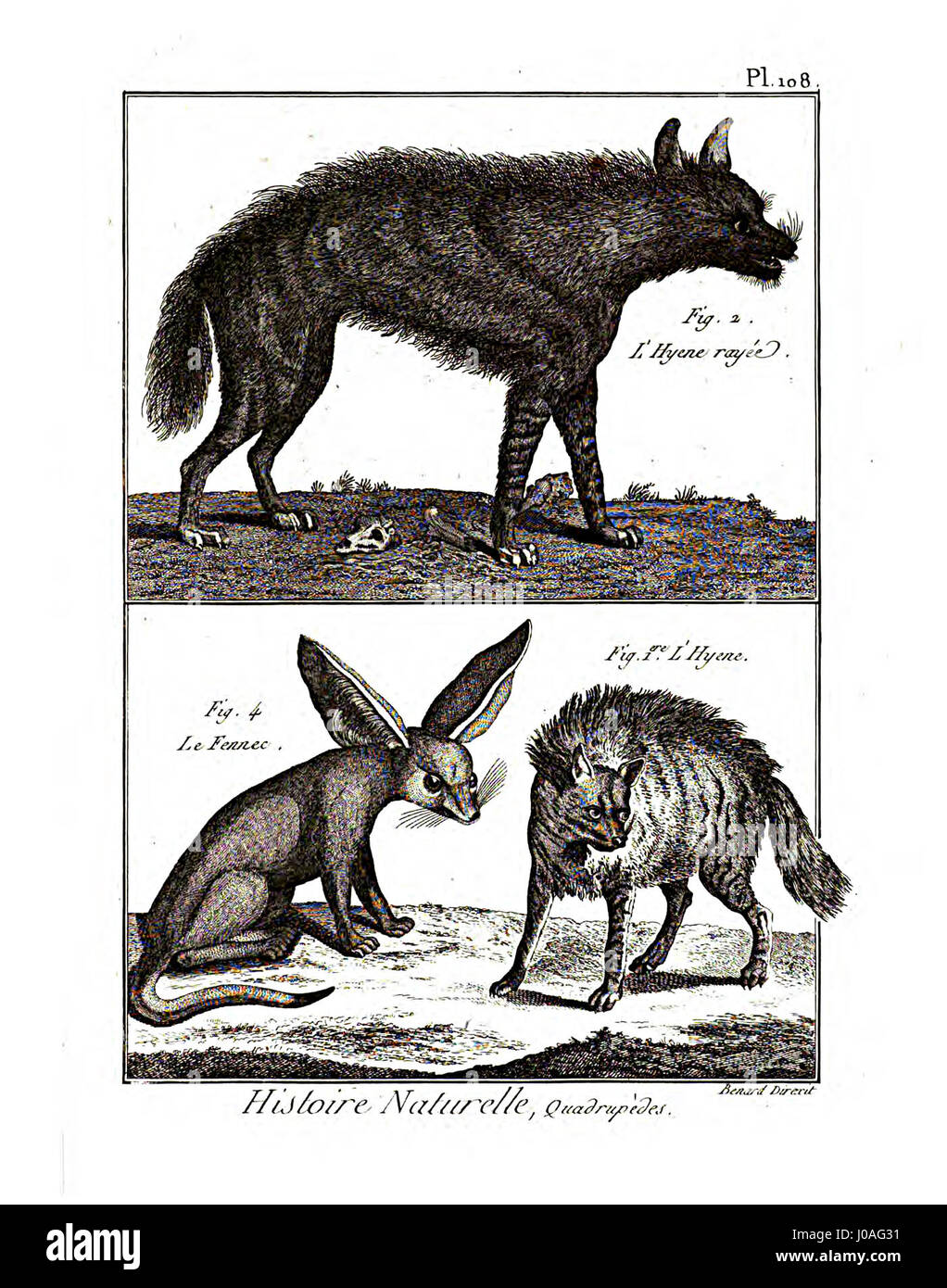 'Encyclopédie méthodique - Mammalogie, Pl108' est une plaque détaillée de l'encyclopédie française du XVIIIe siècle qui couvre les espèces de mammifères. Cette gravure illustre divers mammifères en mettant l'accent sur la précision anatomique et l'observation scientifique. Banque D'Images 'Encyclopédie méthodique - Mammalogie, Pl108' est une plaque détaillée de l'encyclopédie française du XVIIIe siècle qui couvre les espèces de mammifères. Cette gravure illustre divers mammifères en mettant l'accent sur la précision anatomique et l'observation scientifique. Banque D'Images