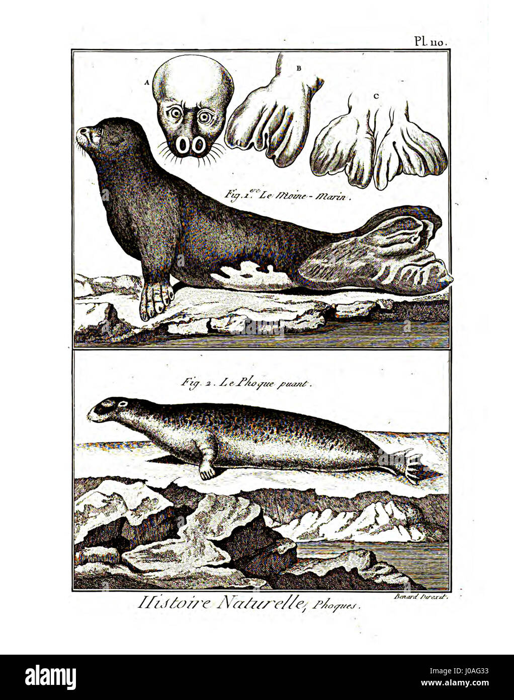 L'Encyclopédie méthodique est un ouvrage de référence complet, la section mammalogie couvrant divers aspects de la biologie des mammifères, y compris les classifications, l'anatomie et les caractéristiques des différentes espèces. Banque D'Images L'Encyclopédie méthodique est un ouvrage de référence complet, la section mammalogie couvrant divers aspects de la biologie des mammifères, y compris les classifications, l'anatomie et les caractéristiques des différentes espèces. Banque D'Images