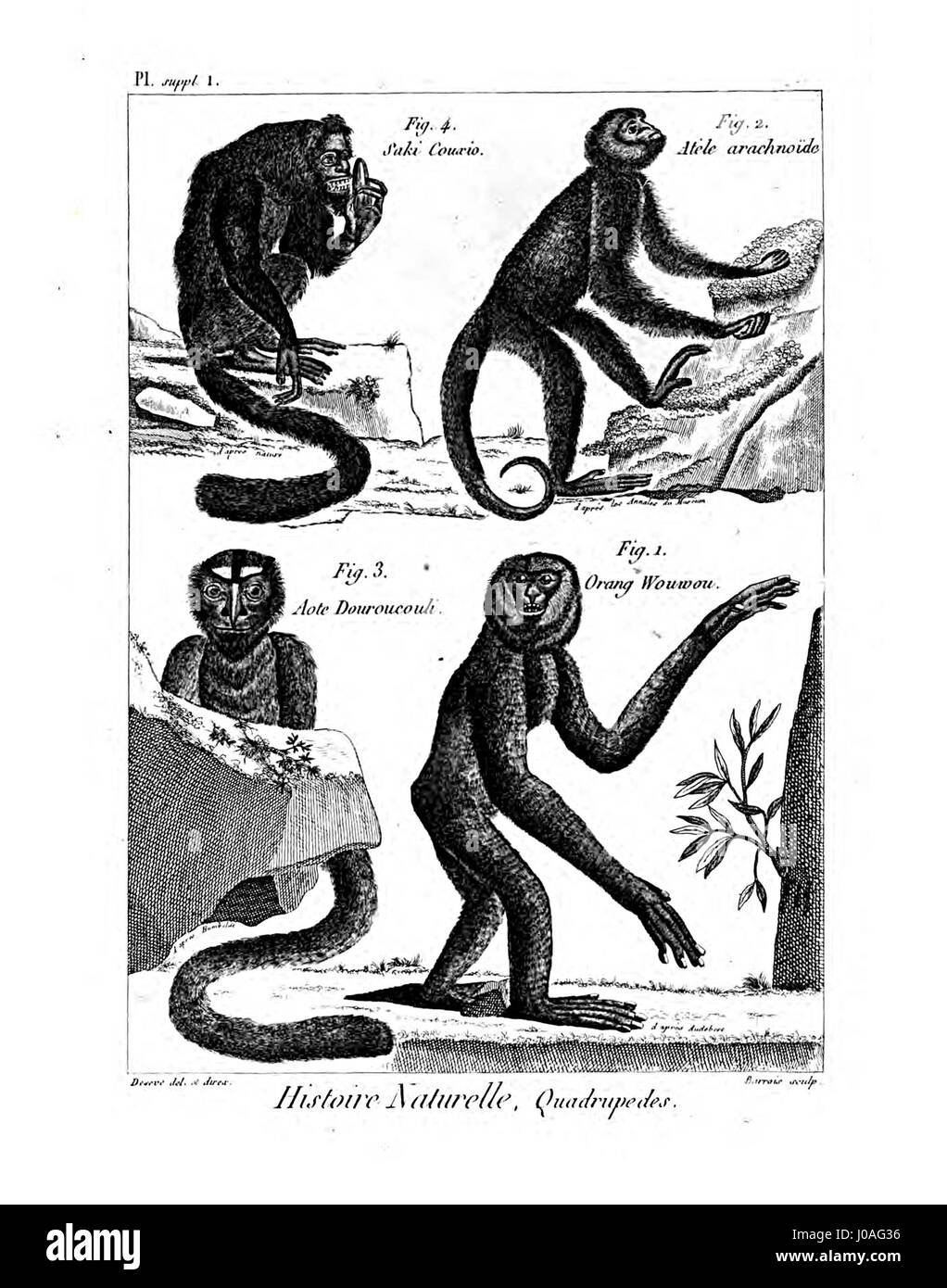 L'Encyclopédie méthodique - Mammalogie, PlS1 est un volume détaillé consacré à la classification et à l'étude des mammifères. Ce travail fournit un compte rendu détaillé des espèces de mammifères et de leurs caractéristiques, contribuant au développement de la zoologie. Banque D'Images