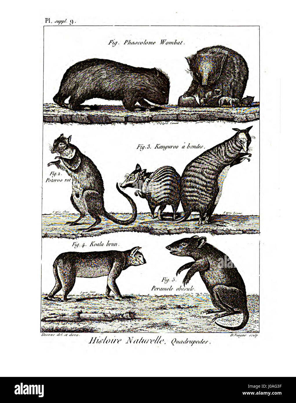 L'Encyclopédie méthodique est un ouvrage de référence français du XVIIIe siècle sur la mammalogie, qui fournit des illustrations détaillées et des descriptions de diverses espèces de mammifères et de leurs classifications. Banque D'Images L'Encyclopédie méthodique est un ouvrage de référence français du XVIIIe siècle sur la mammalogie, qui fournit des illustrations détaillées et des descriptions de diverses espèces de mammifères et de leurs classifications. Banque D'Images
