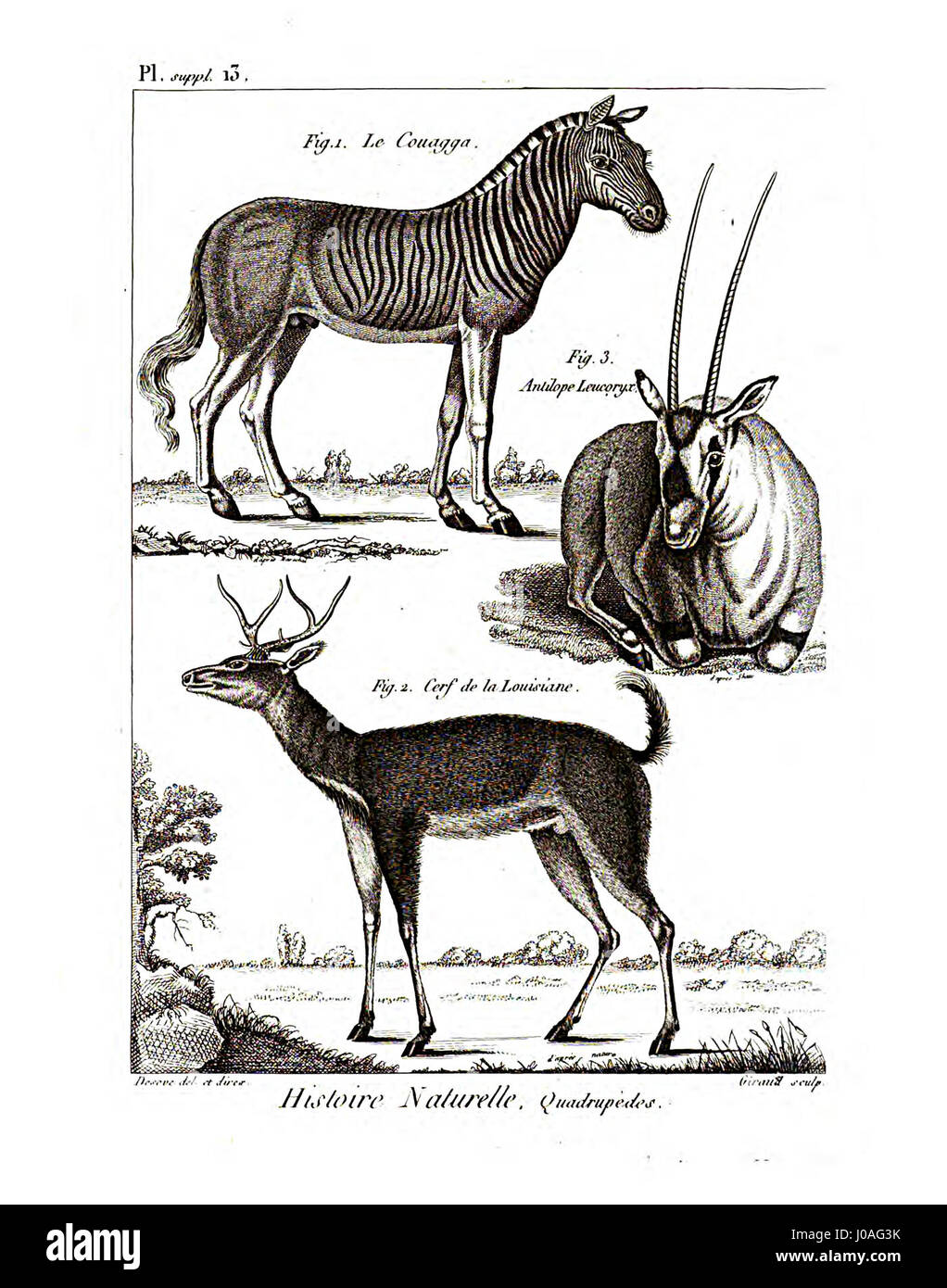 Une illustration détaillée tirée de l'Encyclopédie méthodique, axée sur l'étude des mammifères. Cette plaque présente diverses espèces de mammifères et caractéristiques anatomiques, utilisées pour la recherche scientifique et à des fins éducatives pendant la période des lumières. Banque D'Images Une illustration détaillée tirée de l'Encyclopédie méthodique, axée sur l'étude des mammifères. Cette plaque présente diverses espèces de mammifères et caractéristiques anatomiques, utilisées pour la recherche scientifique et à des fins éducatives pendant la période des lumières. Banque D'Images