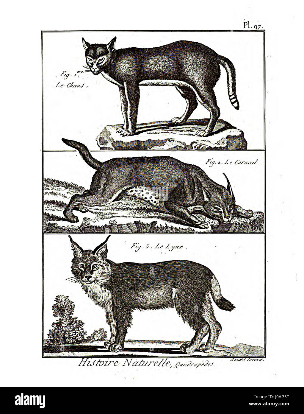 L'Encyclopédie méthodique est un ouvrage complet publié au XVIIIe siècle. La planche 97 de la section Mammalogie illustre diverses espèces de mammifères, en mettant l'accent sur la diversité et la classification des mammifères durant cette période. Banque D'Images L'Encyclopédie méthodique est un ouvrage complet publié au XVIIIe siècle. La planche 97 de la section Mammalogie illustre diverses espèces de mammifères, en mettant l'accent sur la diversité et la classification des mammifères durant cette période. Banque D'Images