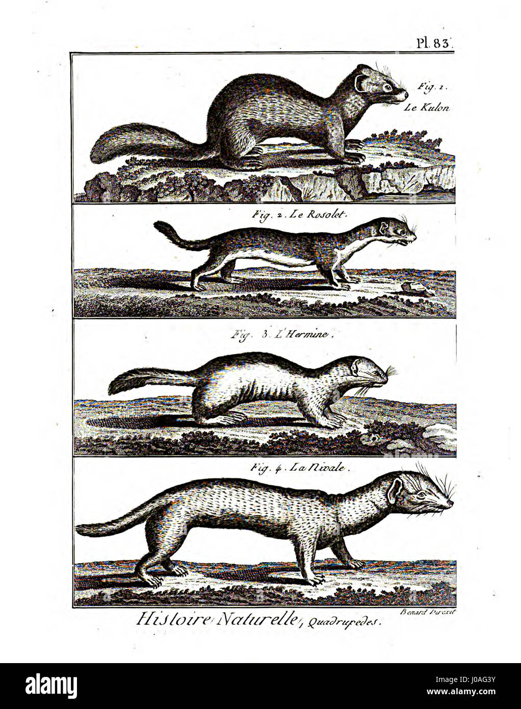 L'Encyclopédie méthodique - Mammalogie, PL83 est une illustration détaillée d'un ouvrage encyclopédique français, mettant en valeur diverses espèces de mammifères. Il constitue une ressource historique importante pour l'étude des mammifères et des sciences naturelles. Banque D'Images L'Encyclopédie méthodique - Mammalogie, PL83 est une illustration détaillée d'un ouvrage encyclopédique français, mettant en valeur diverses espèces de mammifères. Il constitue une ressource historique importante pour l'étude des mammifères et des sciences naturelles. Banque D'Images