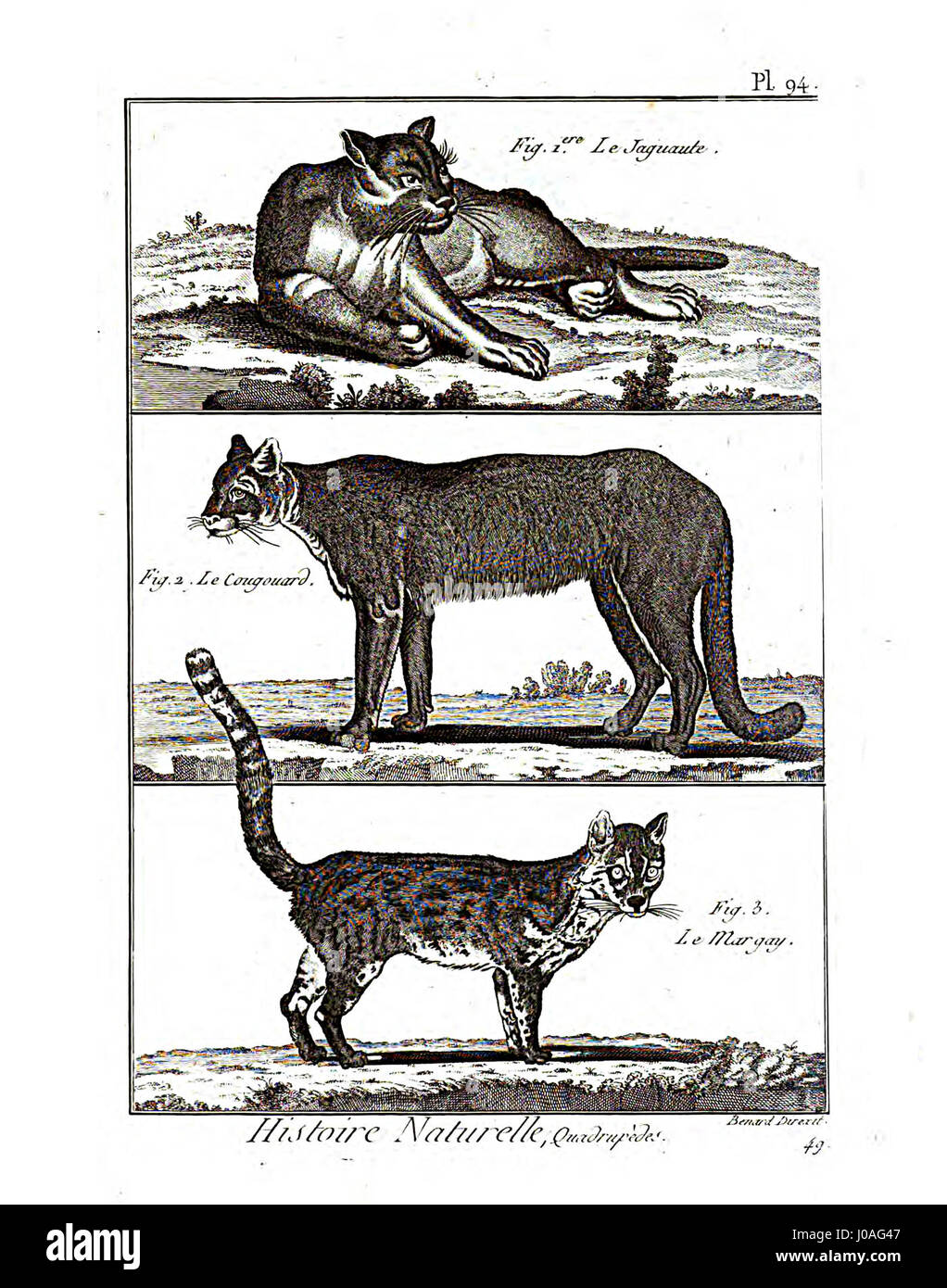 Cette plaque de l'Encyclopédie méthodique fournit des illustrations détaillées liées à la mammalogie, mettant en évidence diverses espèces et caractéristiques anatomiques. Il contribue à la classification et à l'étude des mammifères au XVIIIe siècle. Banque D'Images Cette plaque de l'Encyclopédie méthodique fournit des illustrations détaillées liées à la mammalogie, mettant en évidence diverses espèces et caractéristiques anatomiques. Il contribue à la classification et à l'étude des mammifères au XVIIIe siècle. Banque D'Images