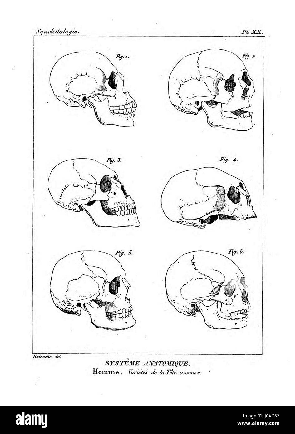 Cette plaque de l'« Encyclopédie méthodique » affiche des illustrations anatomiques détaillées, donnant un aperçu du système de l'anatomie humaine. Il met en évidence les subtilités du corps humain, caractéristiques des travaux scientifiques de l'ère des lumières. Banque D'Images