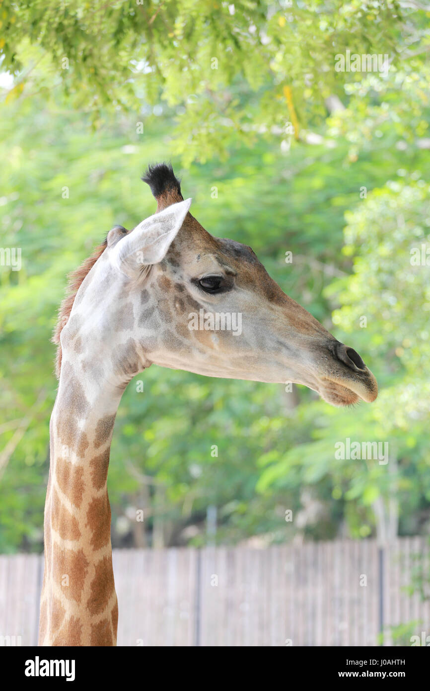 Tête d'une girafe à l'extinction de la faune et de concept. Banque D'Images