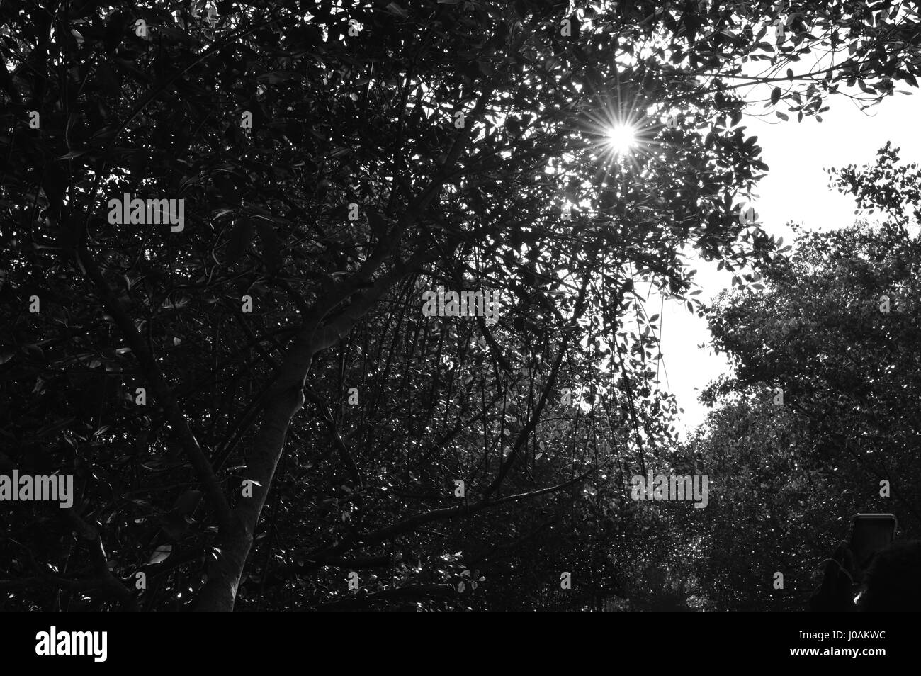 Photos prises au cours de visite de la Caroni Bird Sanctuary, Trinité-et-Tobago Banque D'Images