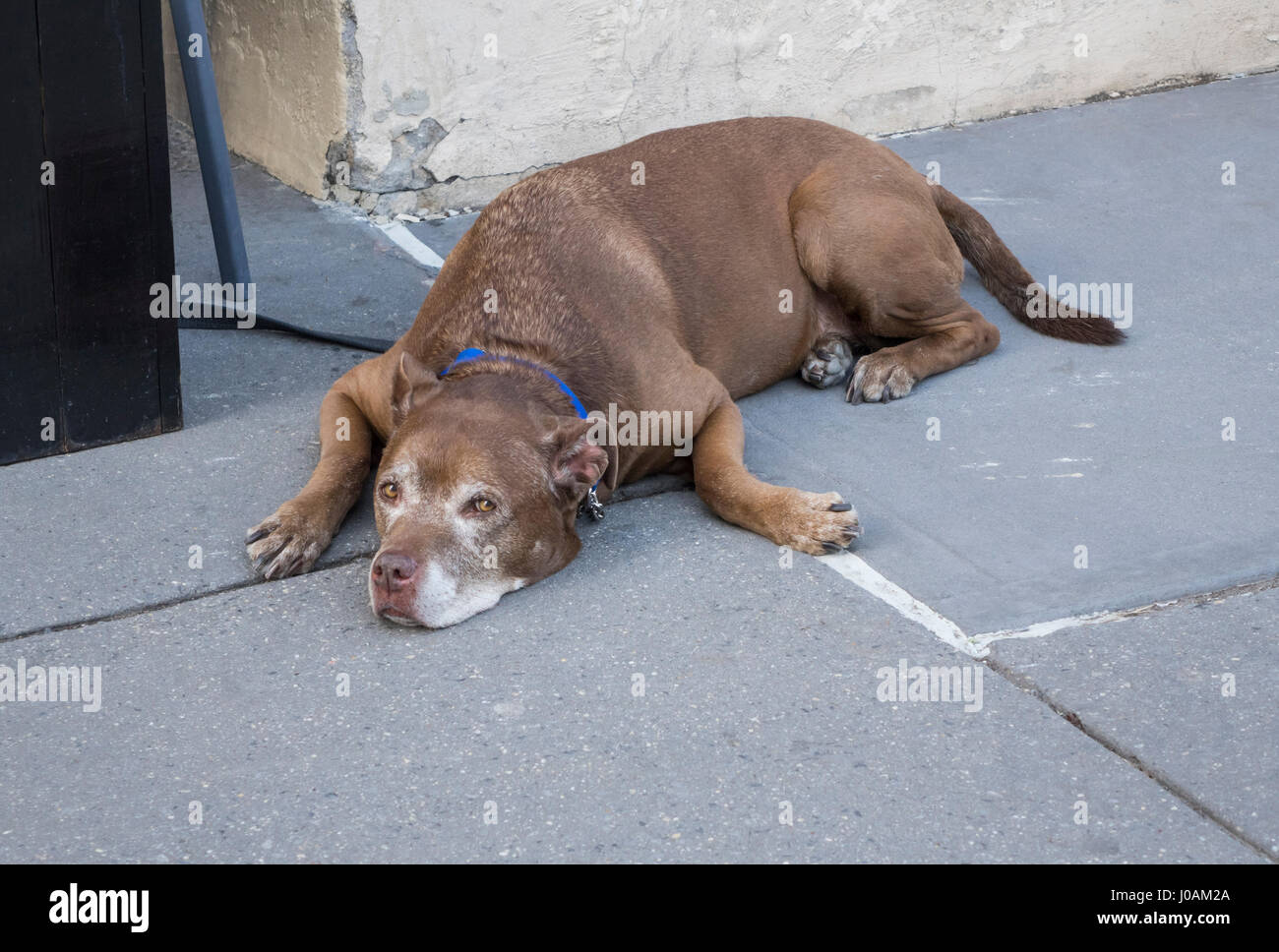 American Staffordshire Terrier en laisse à l'extérieur d'un restaurant Banque D'Images