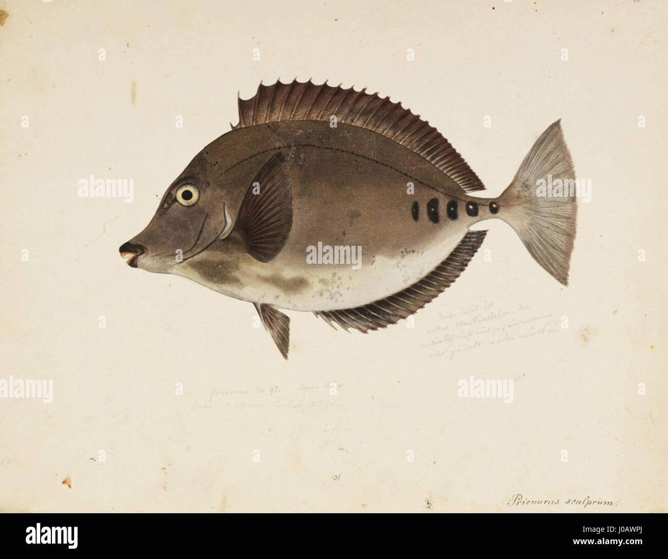 Ce dessin au crayon et aquarelle de Kawahara Keiga, intitulé 'Prionurus microlepidotus', représente une espèce de poisson de la collection Siebold. Le travail reflète l'étude méticuleuse de Keiga de l'histoire naturelle, mêlant précision et art dans l'exploration scientifique de la faune. Banque D'Images