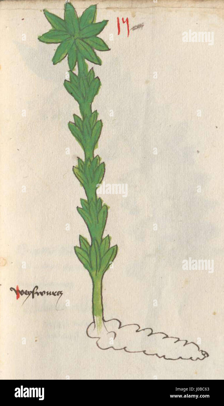 Cette œuvre botanique représente le Quirlblättrige Weigwurz, une espèce végétale connue pour sa disposition feuilletée distinctive. Il est couramment trouvé dans la flore européenne, et l'illustration met en évidence ses caractéristiques et caractéristiques uniques. Banque D'Images Cette œuvre botanique représente le Quirlblättrige Weigwurz, une espèce végétale connue pour sa disposition feuilletée distinctive. Il est couramment trouvé dans la flore européenne, et l'illustration met en évidence ses caractéristiques et caractéristiques uniques. Banque D'Images