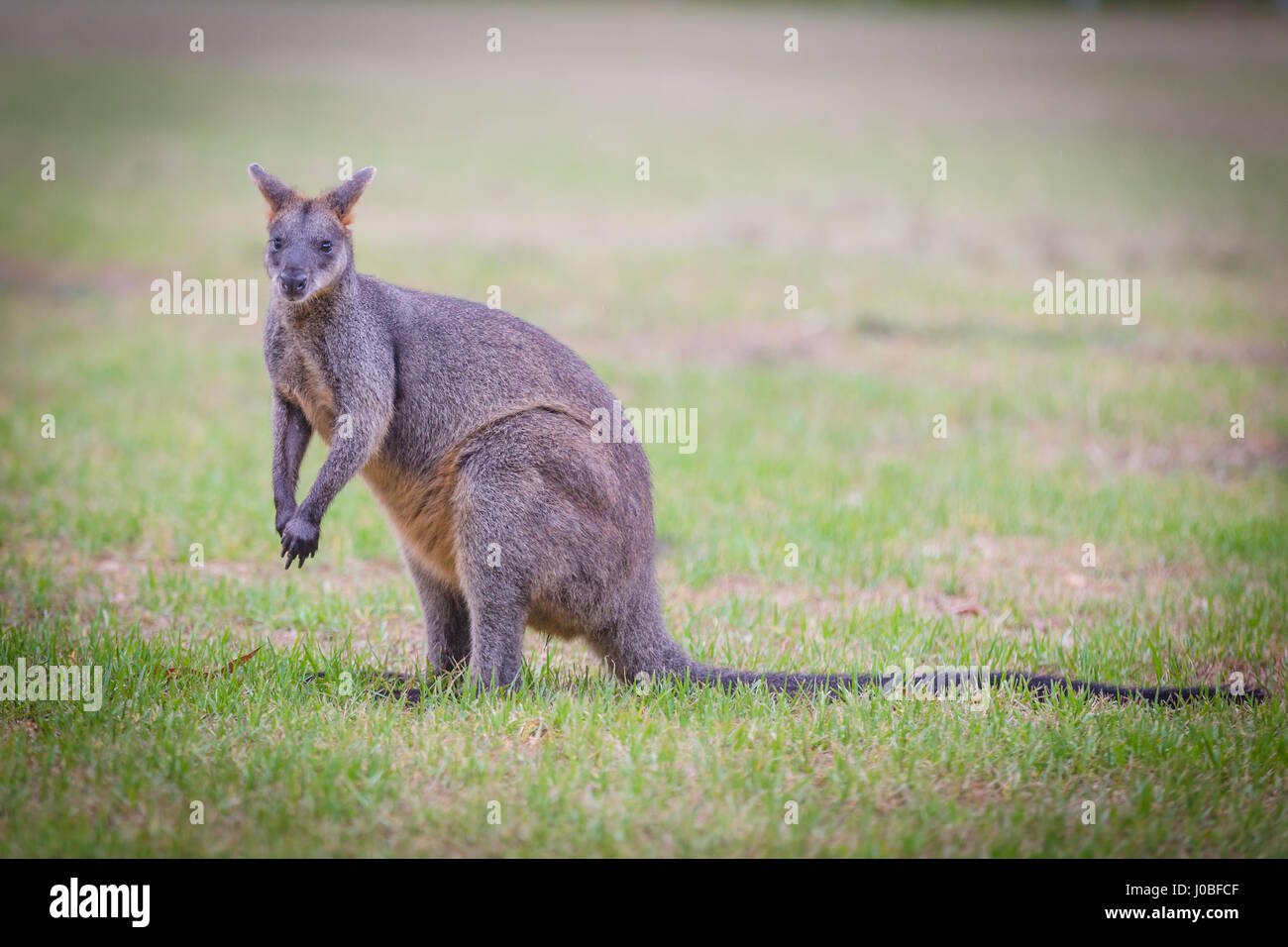 Les Wallabies (Wallabia bicolor) se nourrissent d'herbe Banque D'Images