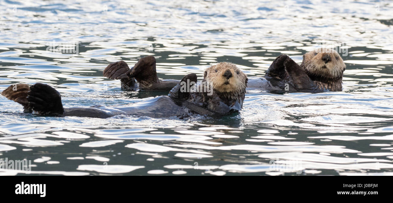 L'une tente d'imiter la loutre d'autres. Vous avez entendu parler de la mante religieuse mais qu'en est-il de la loutre en prière ? Un adorable Otter a été cassé à la recherche d'intervention divine avec les mains jointes ensemble poussant hors de l'eau. Un autre de belles images montre une loutre faire sa meilleure impression de son ami qu'ils paraissent presque synchronisés pendant qu'ils vous détendre dans l'eau. D'autres plans montrent une loutre couvrir ses oreilles comme son coéquipier tasses ses mains autour de sa bouche pour crier et un groupe de mammifères l'univers ludique de déconner dans l'eau. Les photos ont été réalisées par la division de la faune canadienne Marc photographe Banque D'Images