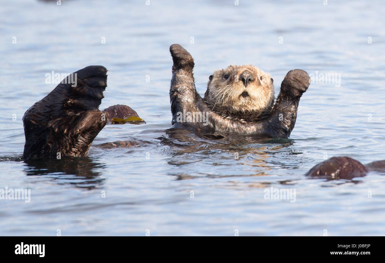 Haut les mains ! Cette cession dûment otter. Vous avez entendu parler de la mante religieuse mais qu'en est-il de la loutre en prière ? Un adorable Otter a été cassé à la recherche d'intervention divine avec les mains jointes ensemble poussant hors de l'eau. Un autre de belles images montre une loutre faire sa meilleure impression de son ami qu'ils paraissent presque synchronisés pendant qu'ils vous détendre dans l'eau. D'autres plans montrent une loutre couvrir ses oreilles comme son coéquipier tasses ses mains autour de sa bouche pour crier et un groupe de mammifères l'univers ludique de déconner dans l'eau. Le partage des photos ont été prises par le photographe de la faune canadienne Marc La Banque D'Images