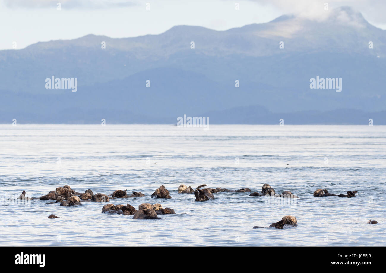 Otter jouant dans l'eau. Vous avez entendu parler de la mante religieuse mais qu'en est-il de la loutre en prière ? Un adorable Otter a été cassé à la recherche d'intervention divine avec les mains jointes ensemble poussant hors de l'eau. Un autre de belles images montre une loutre faire sa meilleure impression de son ami qu'ils paraissent presque synchronisés pendant qu'ils vous détendre dans l'eau. D'autres plans montrent une loutre couvrir ses oreilles comme son coéquipier tasses ses mains autour de sa bouche pour crier et un groupe de mammifères l'univers ludique de déconner dans l'eau. Les photos ont été réalisées par la division de la faune canadienne photographe Marc Latremouill Banque D'Images