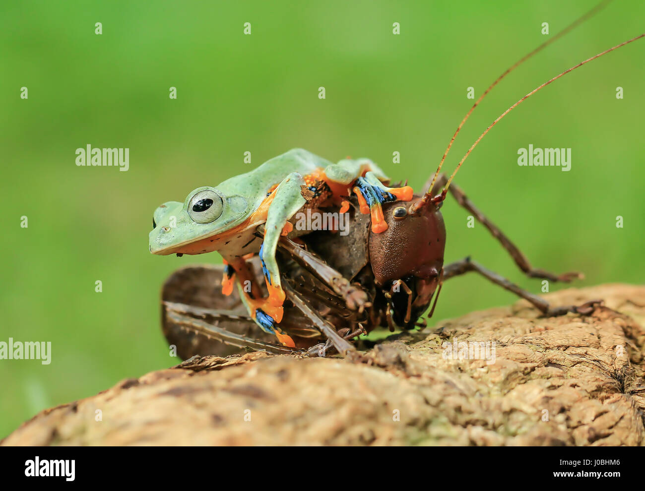 JAKARTA, INDONÉSIE : un tyran grenouille a été pris d'un peu trop près pour le confort de ce figuier de bug qui a jeté ses bras jusqu'à l'alarme. À visiblement choqué, ce Dragon-dirigé katydid n'a clairement pas profiter de cette invasion par l'inconscient d'amphibiens. Le pas-si-friendly frog passe à grimper vers le haut et sur les infortunés et les insectes peut être vu en appuyant sur la tête de creepy crawly-. Pour ajouter à son plaisir, le froggy ressemble même comme s'il était le multi-limbed créature comme un poney, avant de descendre et monter avec sa journée. Photographe amateur Tanto Yensen (36) pris cette improbable Banque D'Images