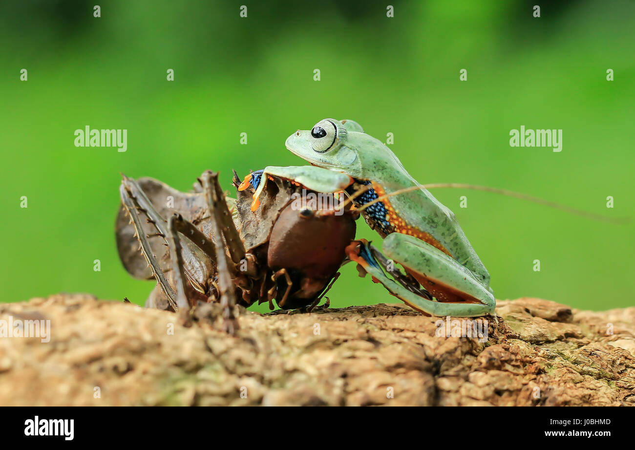 JAKARTA, INDONÉSIE : un tyran grenouille a été pris d'un peu trop près pour le confort de ce figuier de bug qui a jeté ses bras jusqu'à l'alarme. À visiblement choqué, ce Dragon-dirigé katydid n'a clairement pas profiter de cette invasion par l'inconscient d'amphibiens. Le pas-si-friendly frog passe à grimper vers le haut et sur les infortunés et les insectes peut être vu en appuyant sur la tête de creepy crawly-. Pour ajouter à son plaisir, le froggy ressemble même comme s'il était le multi-limbed créature comme un poney, avant de descendre et monter avec sa journée. Photographe amateur Tanto Yensen (36) pris cette improbable Banque D'Images