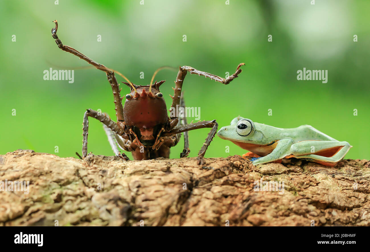 JAKARTA, INDONÉSIE : un tyran grenouille a été pris d'un peu trop près pour le confort de ce figuier de bug qui a jeté ses bras jusqu'à l'alarme. À visiblement choqué, ce Dragon-dirigé katydid n'a clairement pas profiter de cette invasion par l'inconscient d'amphibiens. Le pas-si-friendly frog passe à grimper vers le haut et sur les infortunés et les insectes peut être vu en appuyant sur la tête de creepy crawly-. Pour ajouter à son plaisir, le froggy ressemble même comme s'il était le multi-limbed créature comme un poney, avant de descendre et monter avec sa journée. Photographe amateur Tanto Yensen (36) pris cette improbable Banque D'Images