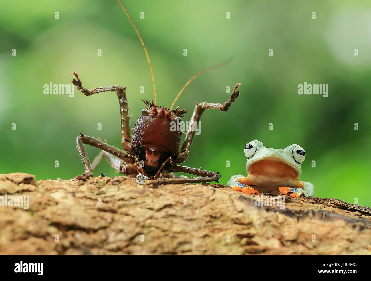 JAKARTA, INDONÉSIE : un tyran grenouille a été pris d'un peu trop près pour le confort de ce figuier de bug qui a jeté ses bras jusqu'à l'alarme. À visiblement choqué, ce Dragon-dirigé katydid n'a clairement pas profiter de cette invasion par l'inconscient d'amphibiens. Le pas-si-friendly frog passe à grimper vers le haut et sur les infortunés et les insectes peut être vu en appuyant sur la tête de creepy crawly-. Pour ajouter à son plaisir, le froggy ressemble même comme s'il était le multi-limbed créature comme un poney, avant de descendre et monter avec sa journée. Photographe amateur Tanto Yensen (36) pris cette improbable Banque D'Images