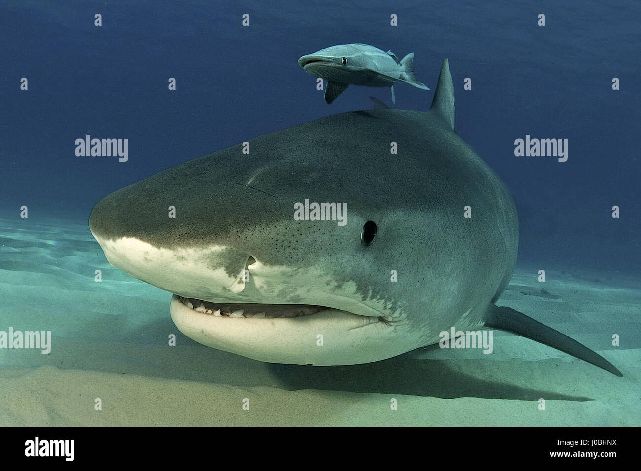 Une femme de 14 pieds de long requin tigre nage jusqu'à proximité de la caméra. Un gros plan d'un sortilège de seize ans et demi-pied de long requin tigre bordure lentement hors de l'obscurité de la mer a été capturé. La collection de photos montre comment un groupe de plongeurs ont été en mesure de voir de près et personnels avec les prédateurs qui semblent être tout à fait heureux de poser pour des photos. D'autres images montrent tiger et requins citrons nageant ensemble en harmonie et même un poisson-papillon fait une apparition. Les images ont été prises par le photojournaliste Steve Rosenberg (67) de l'Arizona, USA quand il s'est rendu dans la plage du tigre Banque D'Images