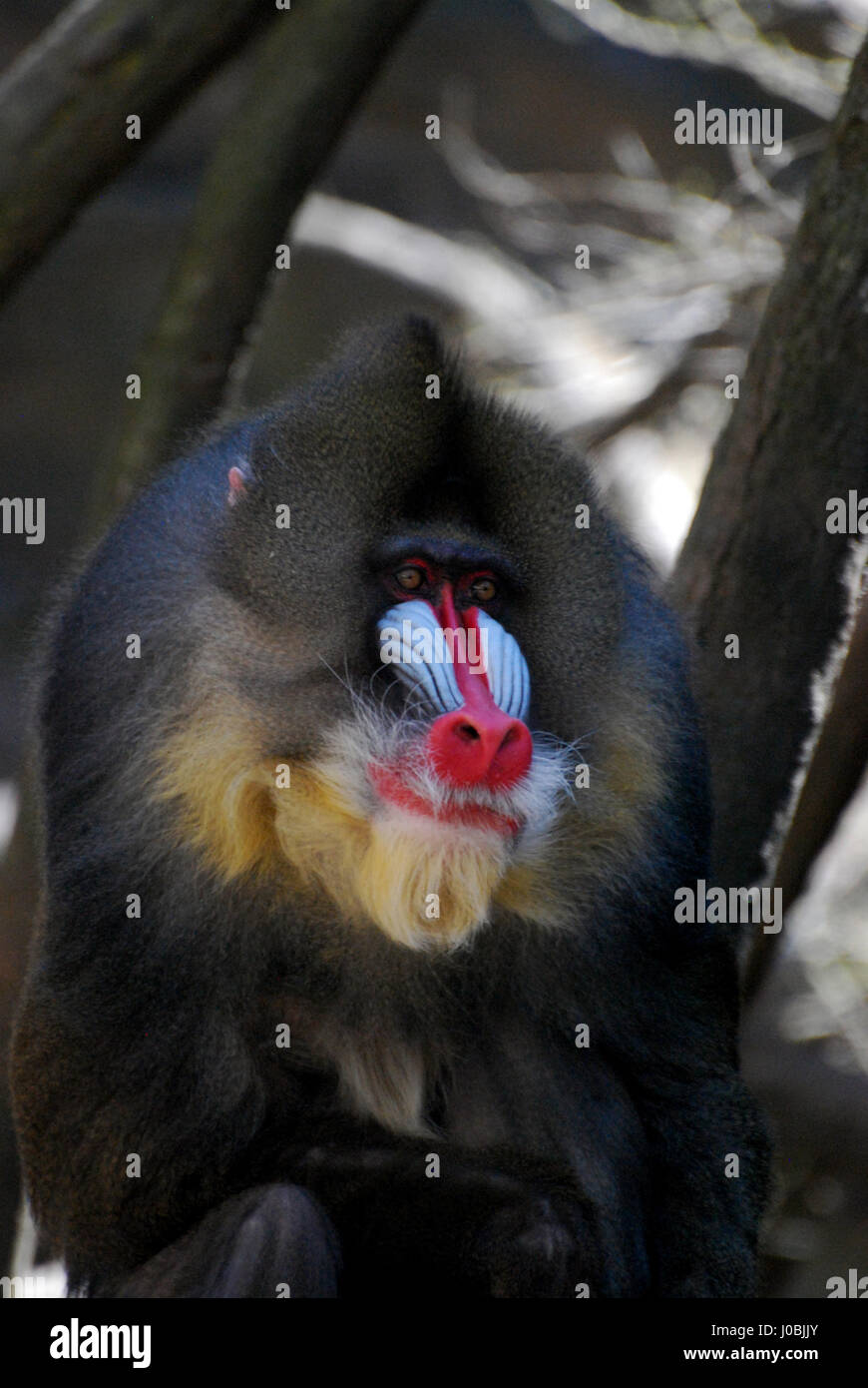 Coloration fantastique sur le visage d'un singe mandrill. Banque D'Images