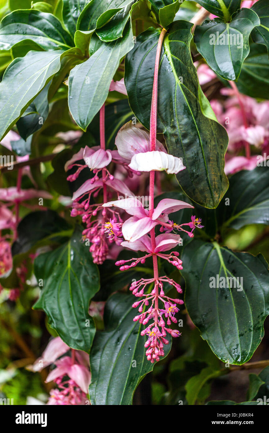 Fleur d'orchidée rose de Malaisie médinilla magifica Banque D'Images