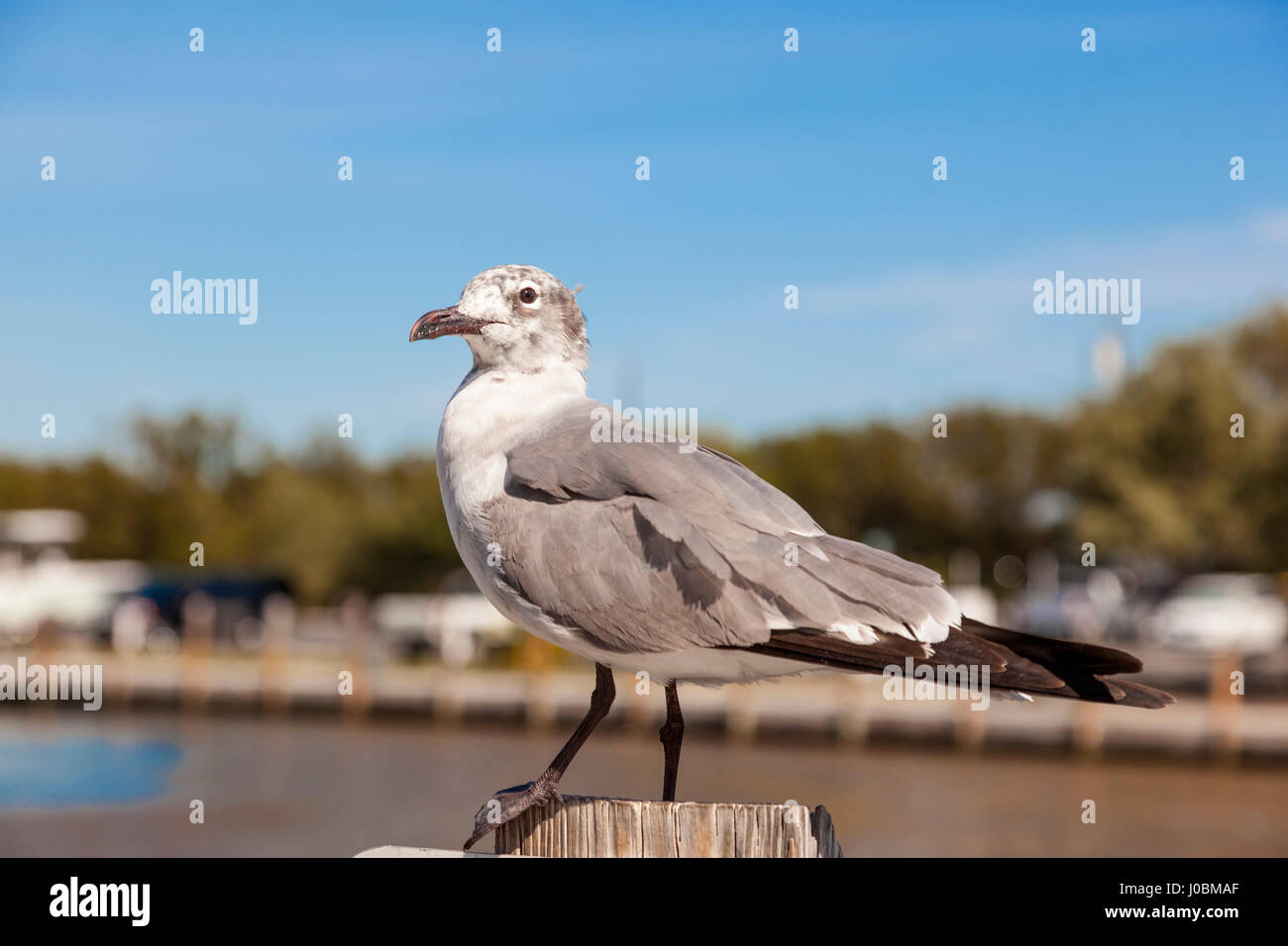 Sea Gull à Bahia Honda key en Floride, États-Unis Banque D'Images