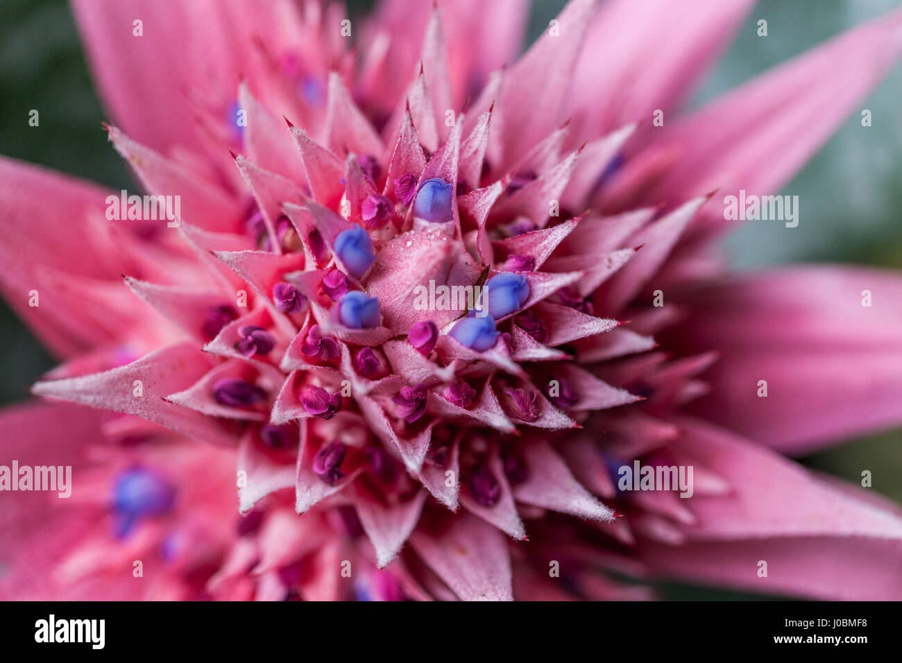 Aechmea fasciata vase argent Bromeliad Urn plante unique Banque D'Images