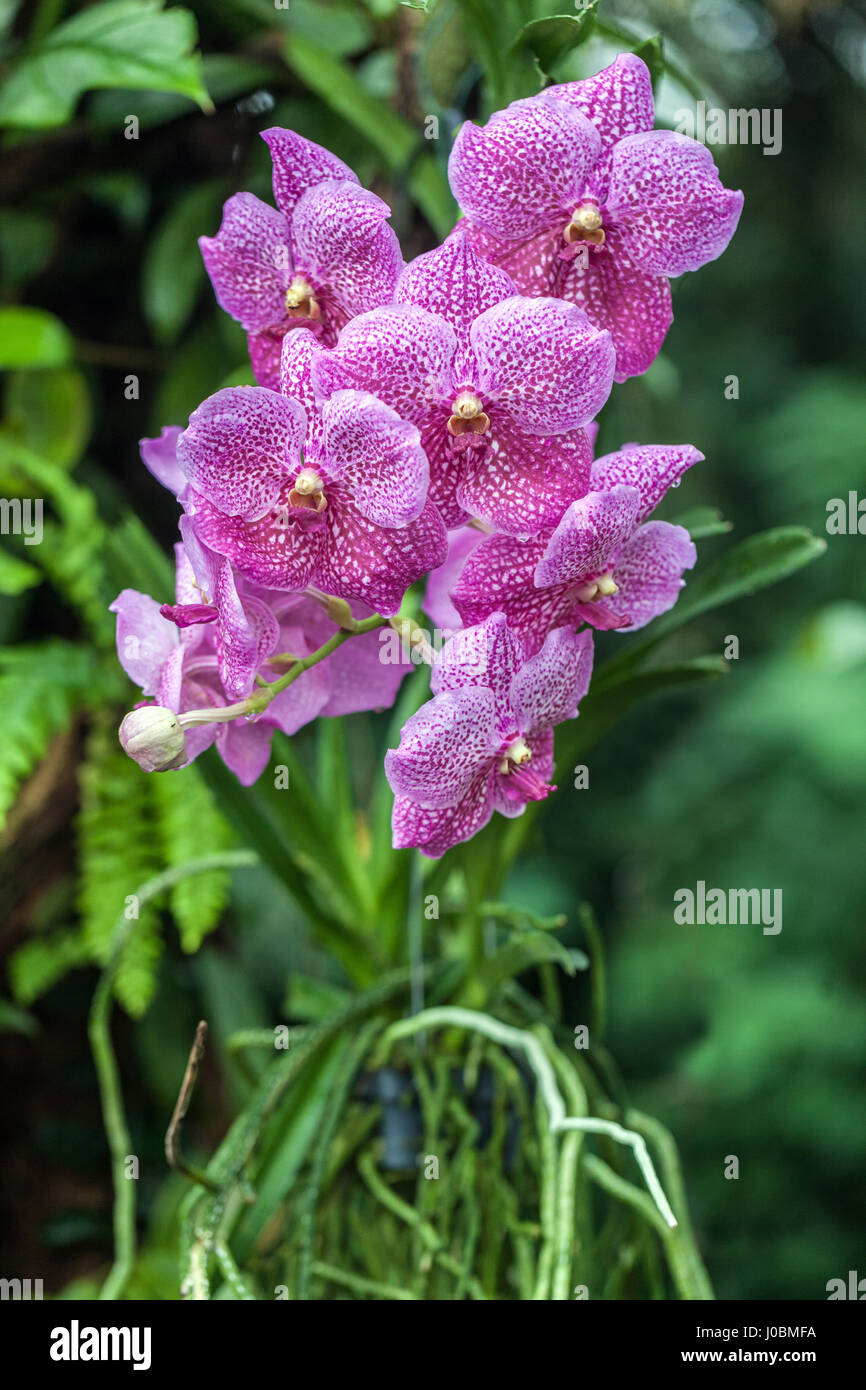 Orchidée Phalaenopsis Rose, accroché sur un arbre Banque D'Images