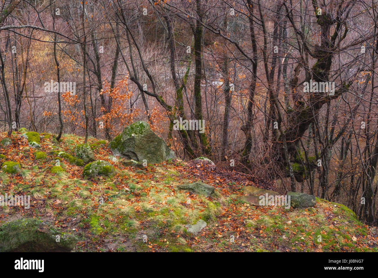 Moss-cultivé des pierres dans les bois sur un versant de montagne Banque D'Images