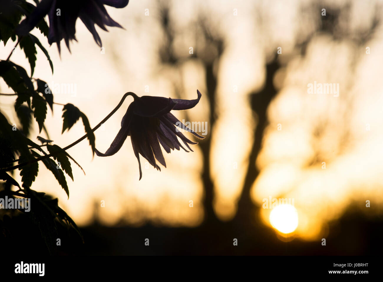 Clematis macropetala 'lagoon' fleur. Clematis alpina Blue Lagoon d'ossature au lever du soleil Banque D'Images