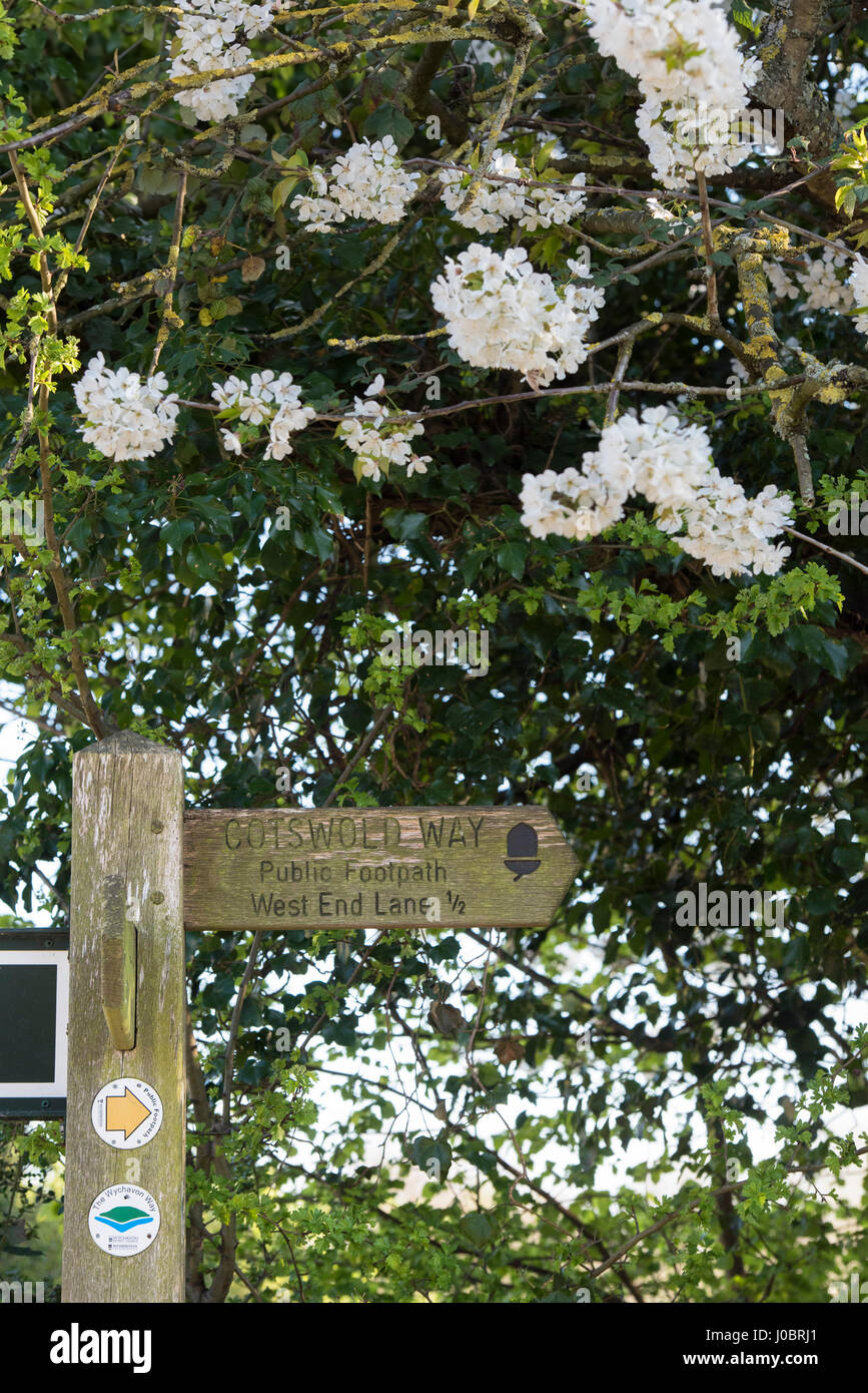 Cotswold Way sign post et arbre en fleurs au printemps à Broadway, Cotswolds, Worcestershire, Angleterre. Banque D'Images