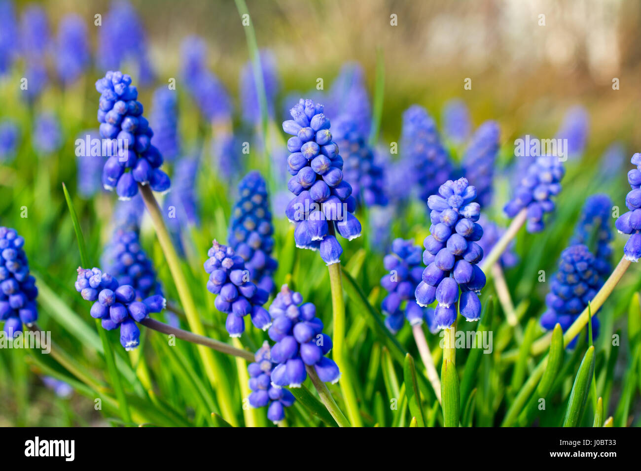 Saphir arménienne (Muscari armeniacum) gros plan des fleurs. Profondeur de champ. Banque D'Images