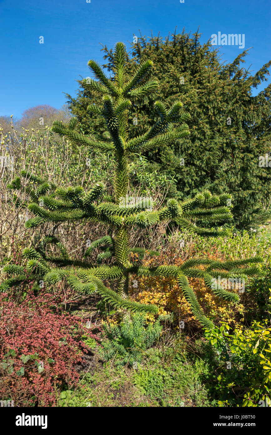Les jeunes arbres monkey puzzle (Araucaria araucana) pousse dans un jardin anglais de soleil du printemps. Banque D'Images