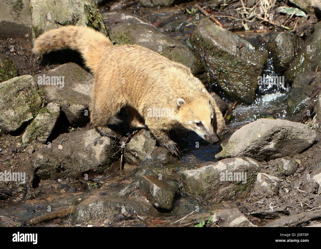Anneau d'Amérique du Sud Coati à queue (Nasua nasua). Banque D'Images