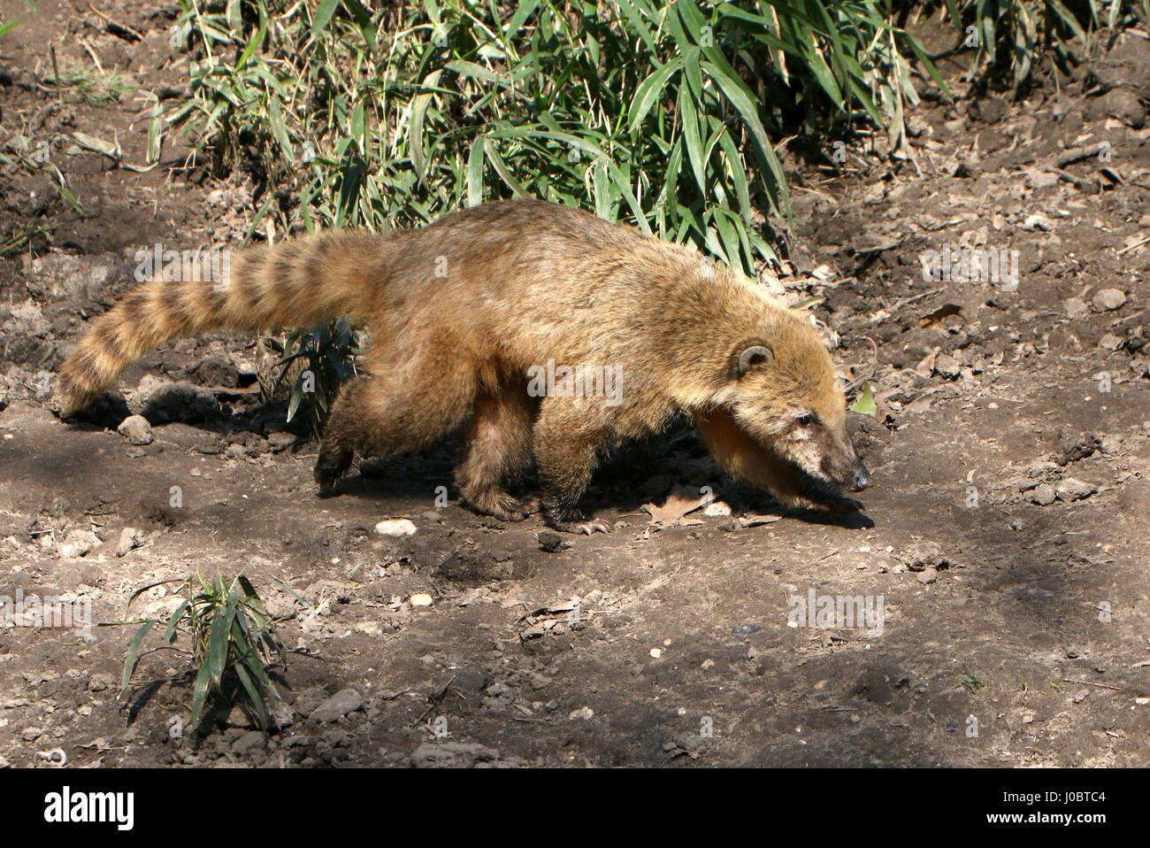 Anneau d'Amérique du Sud Coati à queue (Nasua nasua). Banque D'Images
