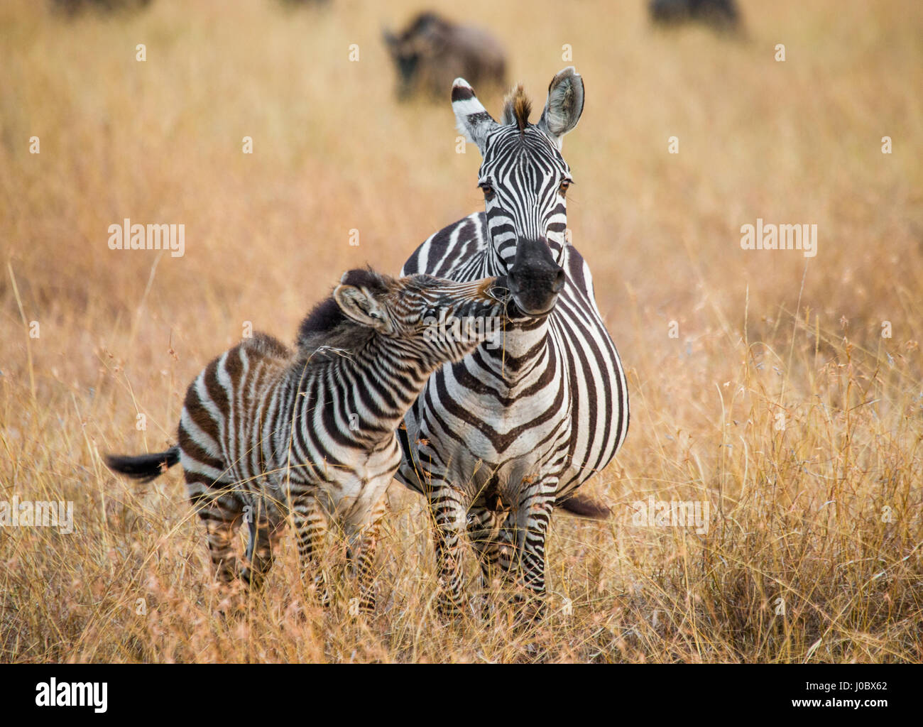 Zebra avec un bébé. Kenya. Tanzanie. Parc national. Serengeti. Maasai Mara. Banque D'Images