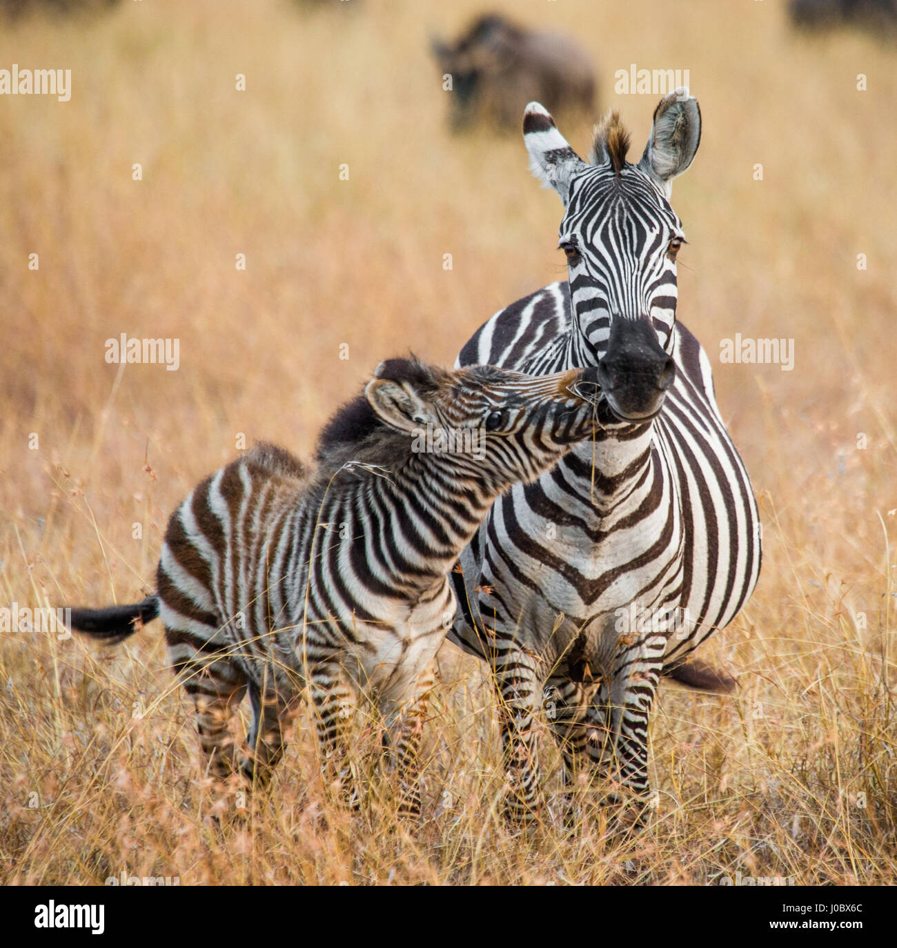 Zebra avec un bébé. Kenya. Tanzanie. Parc national. Serengeti. Maasai Mara. Banque D'Images