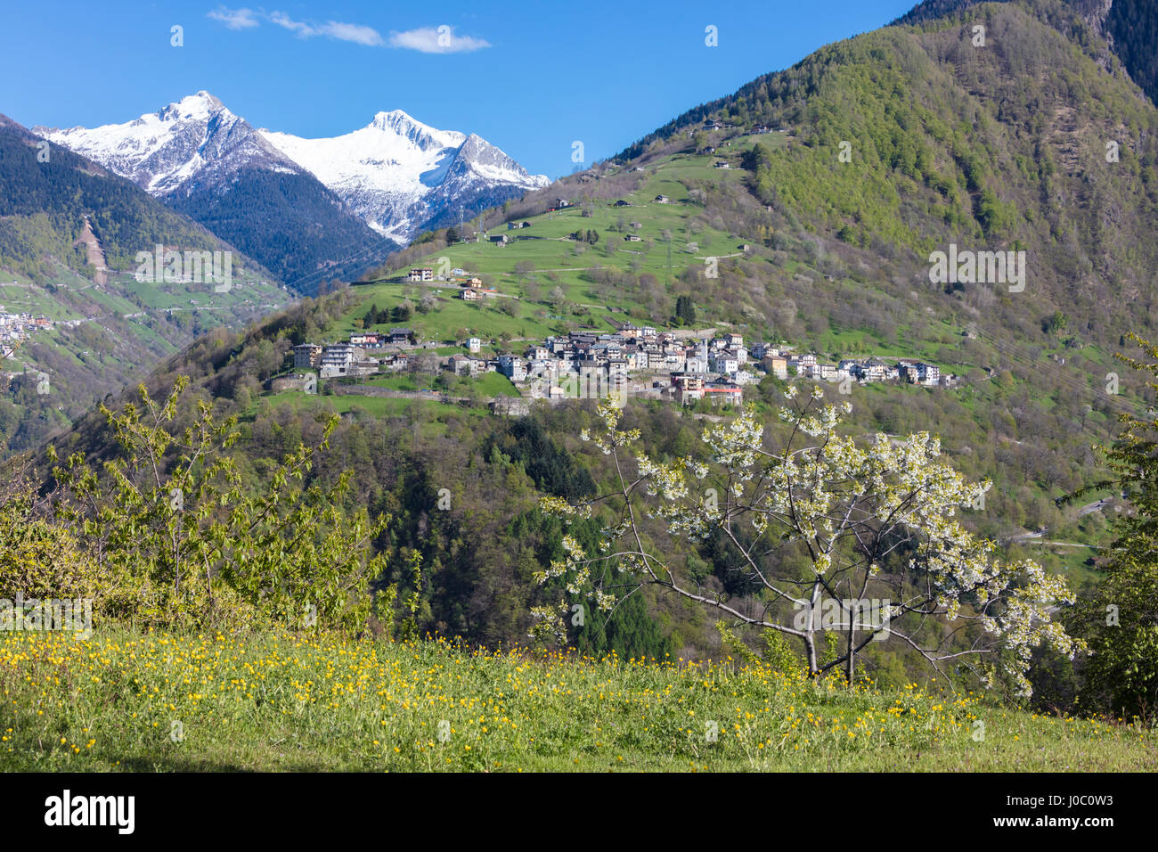 Le cerisier en fleurs images le village alpin de Bema, Alpes Orobie, Gerola, vallée de la Valteline, Lombardie, Italie Banque D'Images