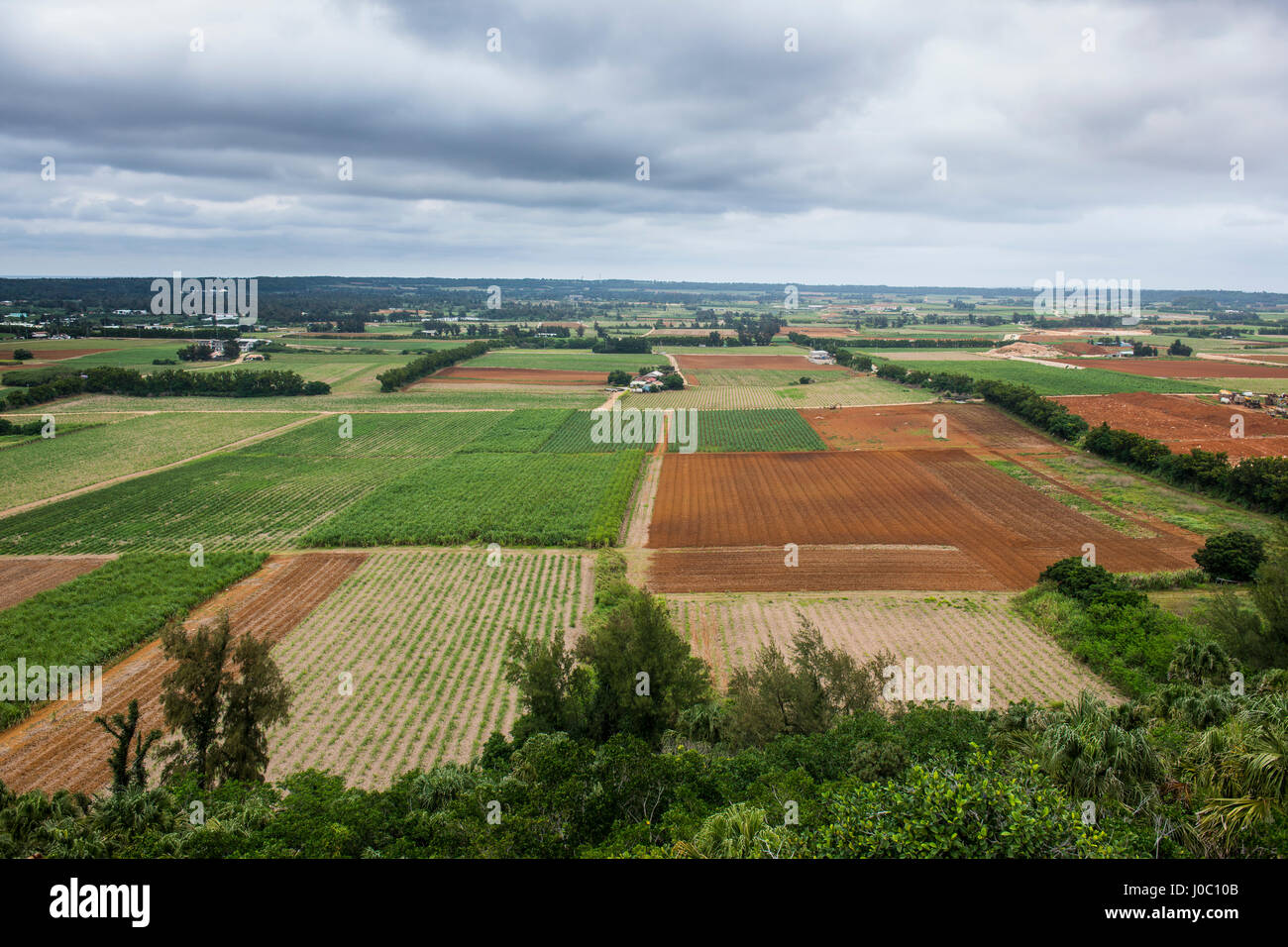Des champs agricoles, Daito Minami Daito, îles, le Japon, l'Asie Banque D'Images