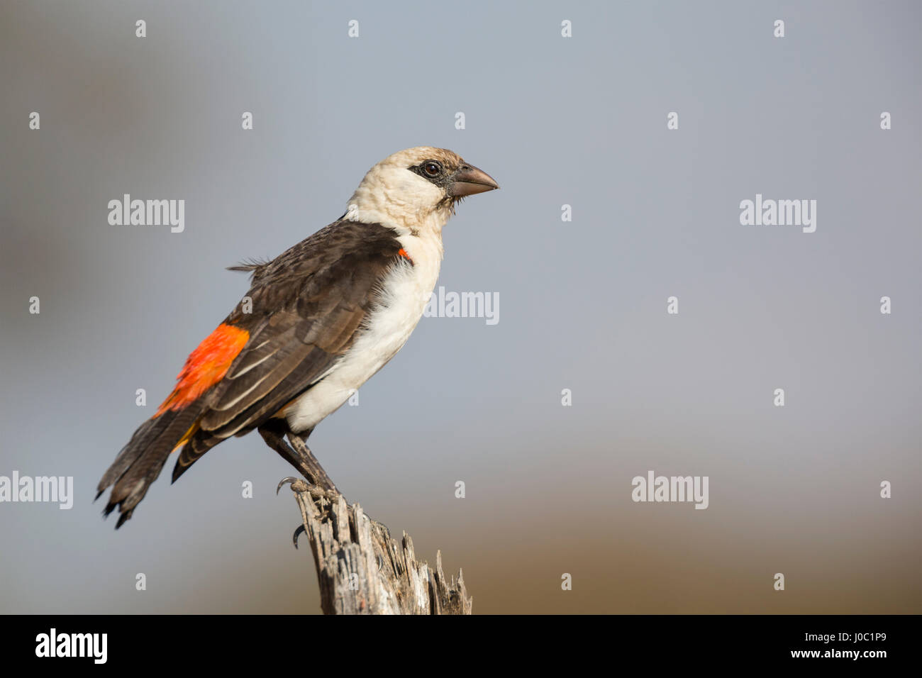 À TÊTE BLANCHE (Dinemellia dinemelli buffalo weaver), Parc National de Serengeti, Tanzanie Banque D'Images